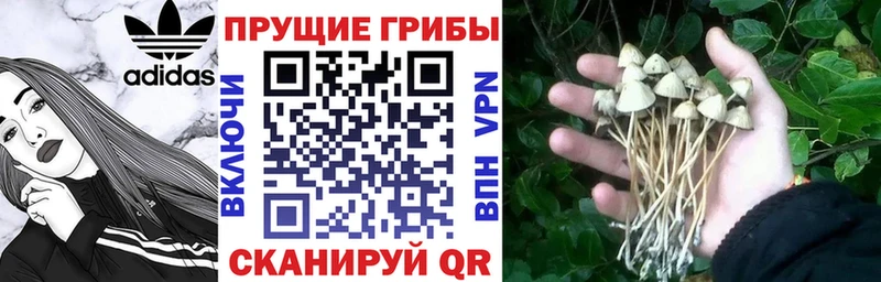 Галлюциногенные грибы прущие грибы  Салаир 